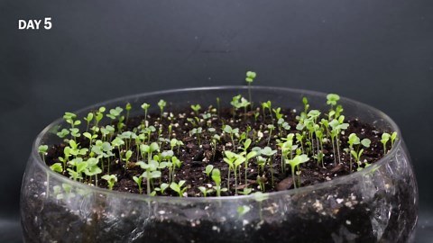 I Grew Spicy Mix Salad & Harvested Twice in 27 Days Time-Lapse