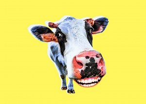 A Scientist Tried to Teach Her Computer to Tell Knock-Knock Jokes. Things Got Weird.