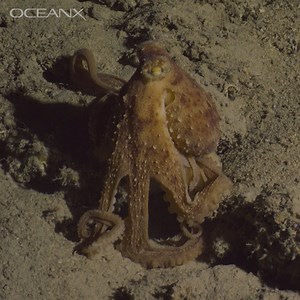 Want to have your mind blown? (Yes.) Well did you know master camouflage artists octopuses, squid, and cuttlefish are… colorblind. While humans have several types of photoreceptors in their eyes, cephalopods only have one type of photoreceptor so they only see in black and white. Meaning they change from the bright colors of a coral to the same muddy beige as the seafloor without… knowing what they are doing? Actually, smart people have figured out what could be happening. Basically it may have 