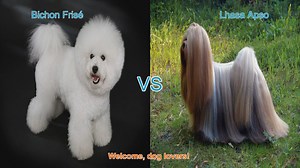 Bichon Frisé vs. Lhasa Apso: A Comparison of Two Popular Dog Breeds