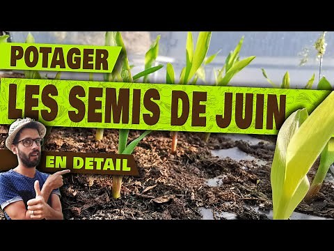 COMMENT SEMER les haricots, betteraves, navets, les choux-fleurs, le maïs, les tagètes, la roquette