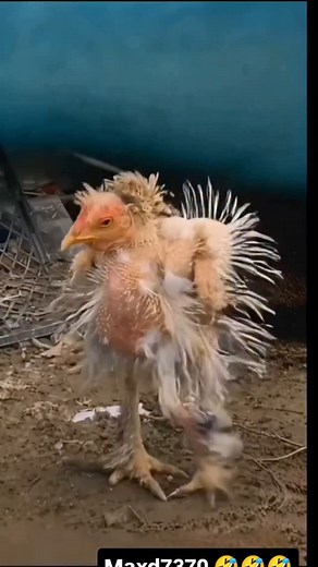 1.7M views · 128 reactions | Max D on Reels | Facebook