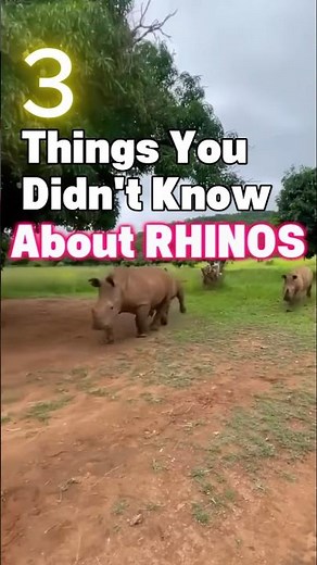 3 Things You Didn't Know About Rhinos 🦏