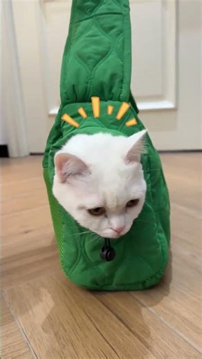 Cat carrier bag #cat #cataccessories #bestpetsupplies