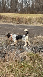 Banner pointing another quail today | Highland Llewellin Setters