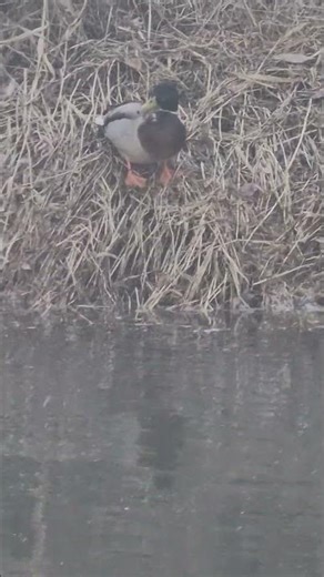 Cute Mallard Duck calm moment be the Riverside #naturelovers