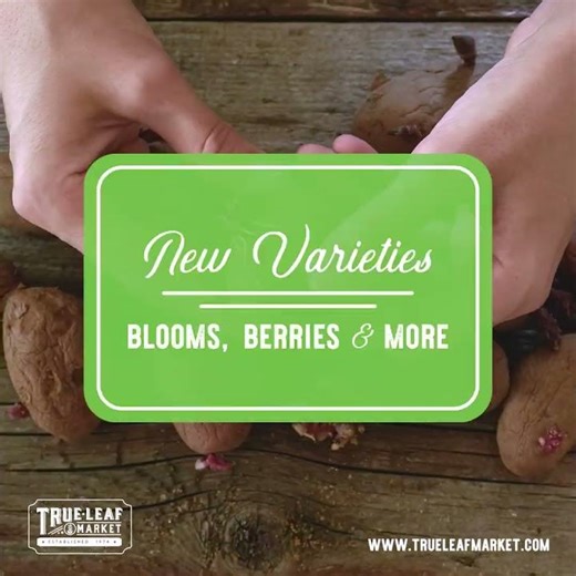 Pre-Order Spring flower bulbs and roots! #garden #growyourownfood #springbulbs