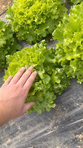 Like and subscribe for more #foryou #viral #reels #viralshort #viralvideo #food #fypシ #fyp