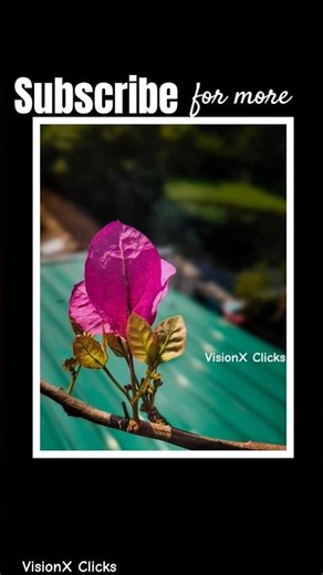 📸Capture Dslr quality Photos by mobile📱|Pro Mode #phototips #mobilephotography #learnphotography