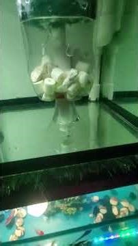 DIY Aquarium Poop Vacuum | Easy Air-Pump Powered Filter Hack #aquariumfish