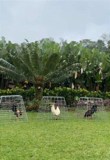 1996 (@chasingcolor)’s videos with original sound - GRAKHIEL