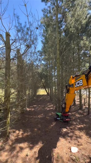 Removing pines #treeshear #excavator #treework #forest #forestry #jcb #rototilt #canterbury #newzealand JCB New Zealand OMEF Forestry Equipment #rototilt | Waimak TreeCare