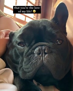 15 reactions | Have you told me you love me today? 梁...