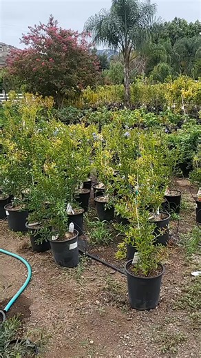 rosy_rosys (@rosy_rosys)’s videos with Calm - Relaxing Music