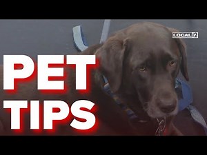 How to get your dogs through the booming 4th of July holiday