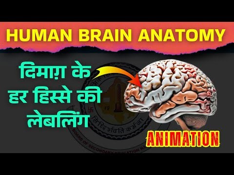 Human Brain Anatomy | Neural Control and Coordination class 11 biology