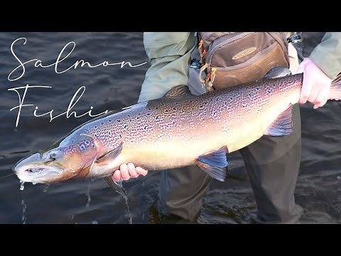 BIG SCOTTISH SALMON - Salmon fishing in Scotland