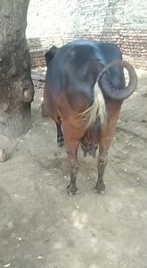 15 reactions · 3 comments | क्रॉस ब्रीड गाय 22 23 किलो दूध में शानदार गाय 15 दिन बाकी बच्चा देने मे 7232040624 | Rao Ji dairy farm kaminpura Sri Ganganagar | Facebook