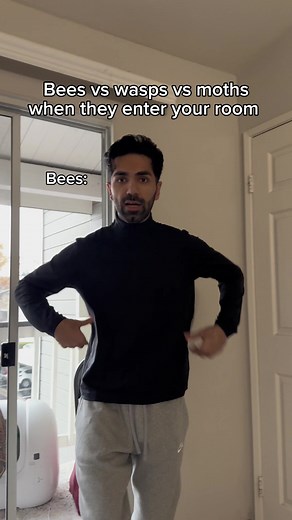 Bees vs wasps vs moths when they enter your room. #fyp #humor #joke | moth