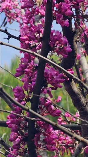 Cercis siliquastrum in full bloom with bees #mallorca #springblooms #pollinators