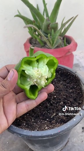 How to Grow Bell Peppers at Home