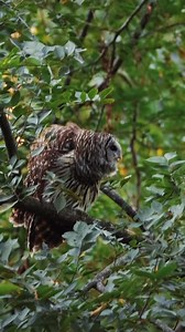 148K views · 13K reactions | Throw back of pretty lady #birdreels #WildlifeReels #outdoorreels #naturereels | Kyle Underwood photography | Facebook