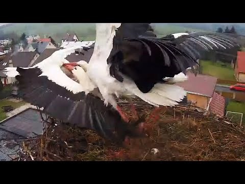 Čápi Mladé Buky | Bitva o hnízdo | Battle for the nest
