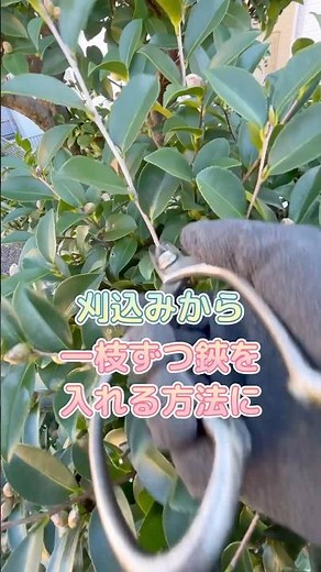 Remember❗️When you see a camellia, remember this pruning method #sasanqua