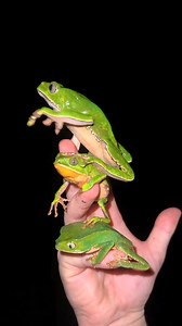 54K views · 1K reactions | Exploring the Amazon rainforest  #anaconda #wildlife #colombia #snake #baby #fyp #florida | Fishingarratt | Facebook