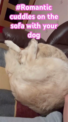 Romantic cuddles on the sofa with your dog