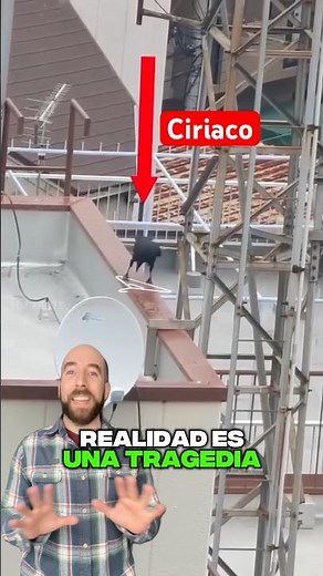 Ciriaco the Crow's Strangest Nest