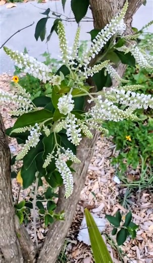 Medicinal Plants 101: Sweet Almond Bush | The Weeds and Seeds Guy