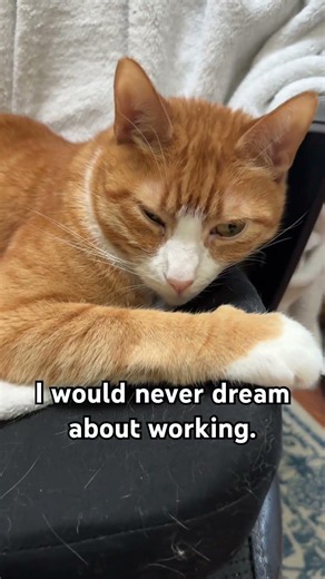Should our cat get a job? #shorts #cat