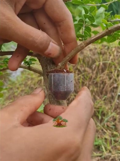 Air layering! Unique tree propagation method #shorts
