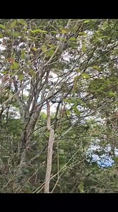 A pair of illusive Eastern whipbirds spotted during BirdLife Australia Bird count! Get counting until the 26th of October. | CREEC Environmental Education Centre
