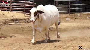 78 reactions · 4 comments | ﷽ Kaunsi Ja Hai Jahan Jalwa-e-Mashooq Nahi Shoq-e-Deedar Agar Hai Toe Nazar Paida Kar... Presenting The Most Iconic Collection for 2020 ❤️ The Cuteness of Our Farm 殺殺”Champa”殺殺 MashaAllah ❤️ By Cattle Icon For More details Please Contact 0345-3081334/ 0334-3837862 or visit our page https://facebook.com/cattleicon | Pakistan Cattle Qurbani | Facebook