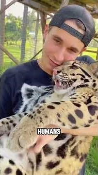 Clouded leopard ✨#shortvideo #cute #animals #funny