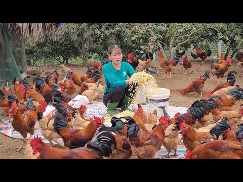 Full video: Process of raising broiler chickens. How to make food for backyard chickens. (Ep 268 )