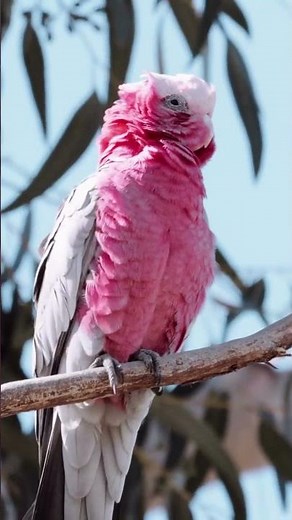 Amazing facts about Galah #shorts