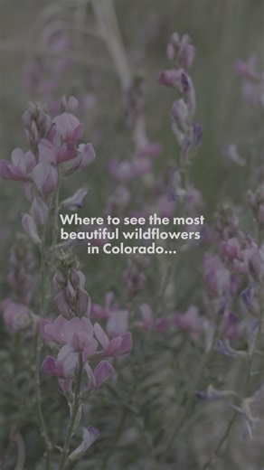 Wildflower season is HERE in Fremont County, Colorado! 🌼🪻🌸 The mountains are bursting with vibrant blooms you don’t want to miss. Explore colorful trails and soak in the beauty as you Reimagine the Rockies with us. Remember to respect the wildflowers—don’t pick or trample them. Let’s keep Fremont County GORGEous and pristine for everyone to enjoy! 🌺✨ Tag a friend you’d love to take on a wildflower adventure! Start planning your trip to Fremont County, CO here: https://bit.ly/4323maQ | Royal 