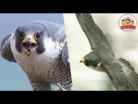 【急降下の狩人】ハヤブサが断崖絶壁でハト＆ヒヨドリを襲う！仲睦まじい夫婦生活もご紹介【どうぶつ奇想天外／WAKUWAKU】