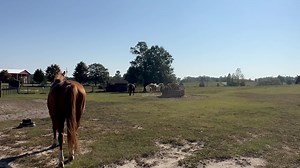 10K views · 1K reactions | I’ve been keeping an eye on everyone and so far this is the maximum amount of drama that we have had. This isn’t even drama. It is more like a “get to know you“ stroll in the park. But at least you get to see everyone move around a little bit.  | Frog Song Farm Sanctuary | Facebook