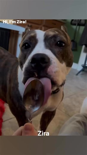 6.9K views · 96 reactions | Zira is sweet and adoptable at Lowell Humane Society! She’s loving life in a foster home- contact us to schedule a meet n greet! | Lowell Humane Society | Facebook