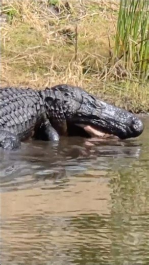 Large Alligator is Expert at Fishing! RV Adventure! Florida Adventure!