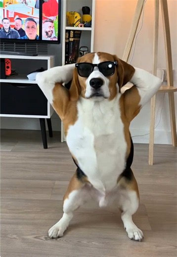 Beagle Puppy Bringing Joy This Friday Night