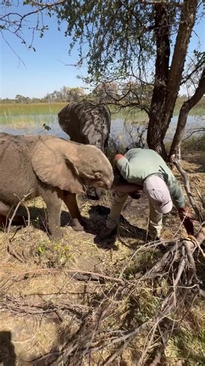 Sisterly Love for Rosie! Look at sweet baby Rosie enjoying the water while her older sister gives her affectionate trunk kisses! This bonding moment shows just how much love our orphaned babies share within the herd. Trunk kisses are a powerful sign of welcome and affection for elephants. Your support ensures they receive not only vital nourishment but also this deep, nurturing care. Thank you for making these loving moments possible! 🙌 Share this video to spread the word about our elephants!