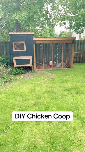 How to Build a Chicken Coop: DIY Guide for Beginners
