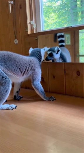 1K views | A lemur discovers its own reflection and questions everything it thought it knew about reality. #lemur #mirror #existentialcrisis #forestresearch | Animals United | Facebook