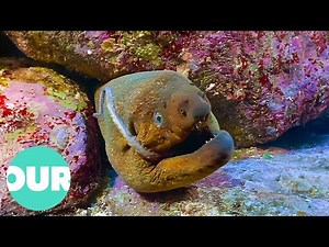 The Drama of Ocean Predators and Prey | Our World