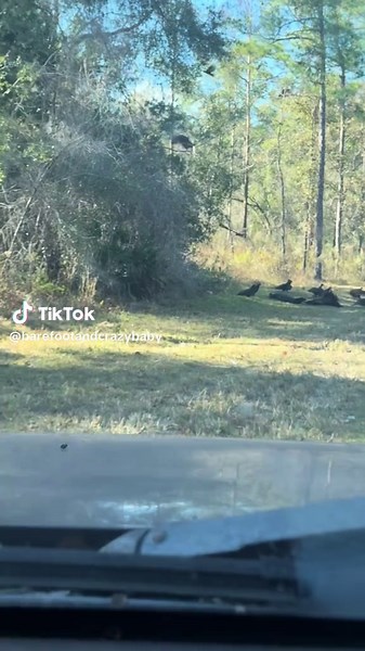 Florida Hog Hunt Experiences and Challenges